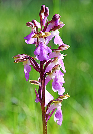 orchis spitzelii 2