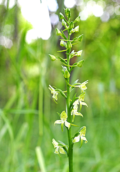 platanthera chlorantha