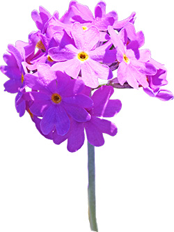 primula