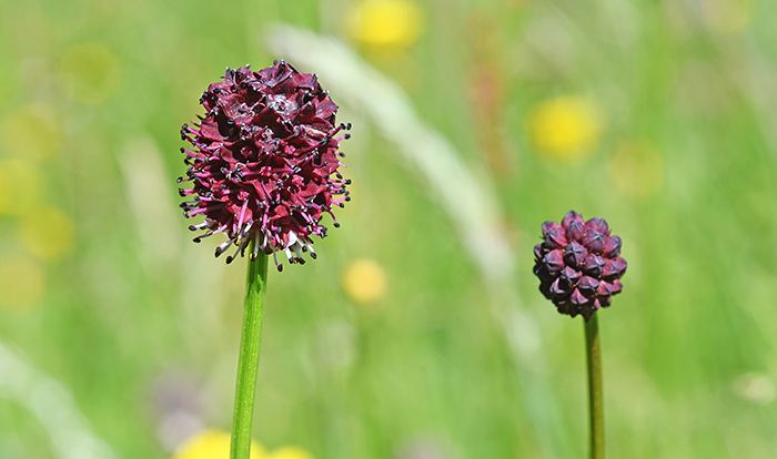 sanguisorba