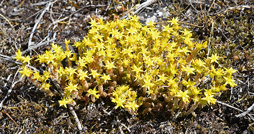 sedum acre