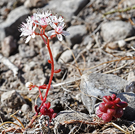 sedum album