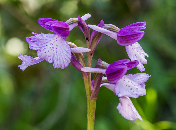 anacamptis longicornu papilionacea 2