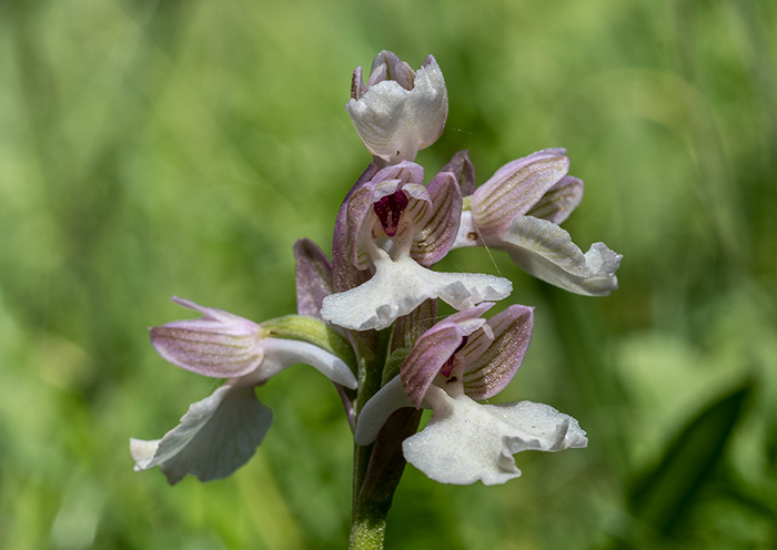 anacamptis longicornu papilionacea 3