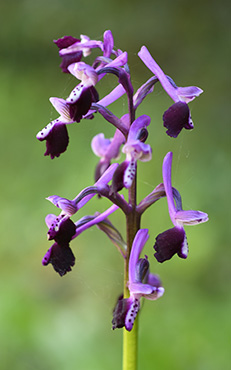 anacamptis morio longicornu