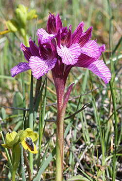 anacamptis papilionacea