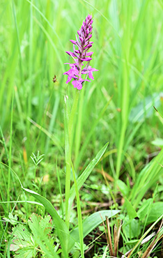 dactxlorhiza fuchsii incarnata 1