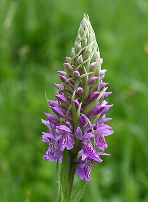 dactxlorhiza fuchsii incarnata 2