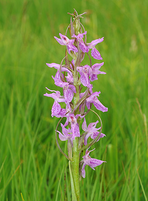 dactxlorhiza fuchsii incarnata 3