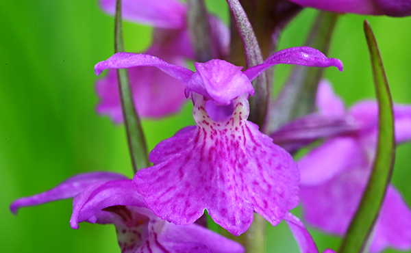 dactxlorhiza fuchsii incarnata 4