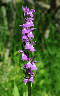 dactylorhiza baumanniana