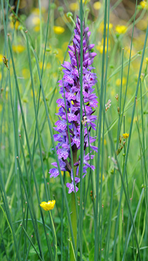 dactylorhiza baumanniana saccifera 1