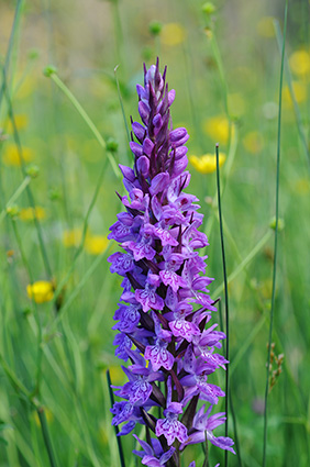 dactylorhiza baumanniana saccifera 3