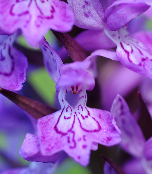 dactylorhiza baumanniana saccifera 4