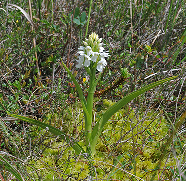 dactylorhiza calcifugiens