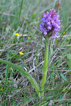 dactylorhiza calcifugiens maculata 1