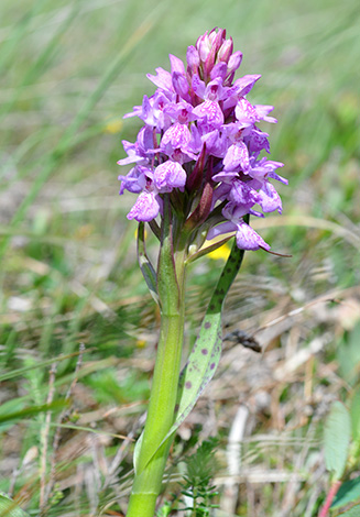 dactylorhiza calcifugiens maculata 2