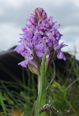 dactylorhiza calcifugiens maculata 3