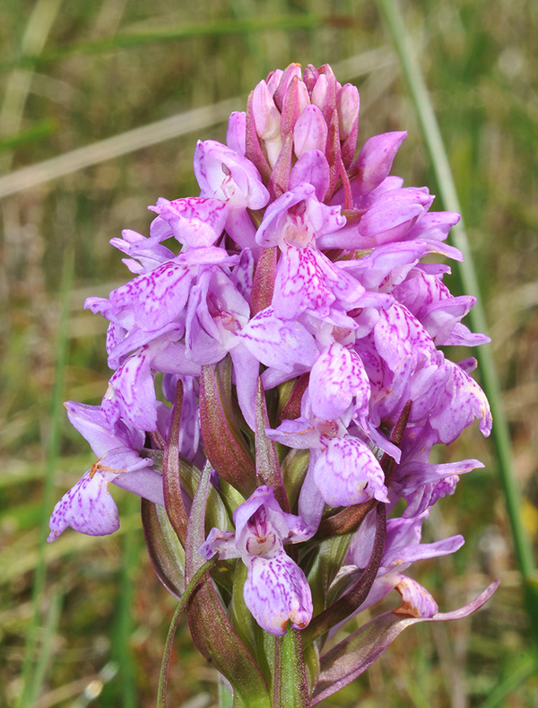 dactylorhiza calcifugiens maculata 4