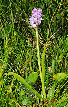 dactylorhiza cordigera gymnadenia frivaldii