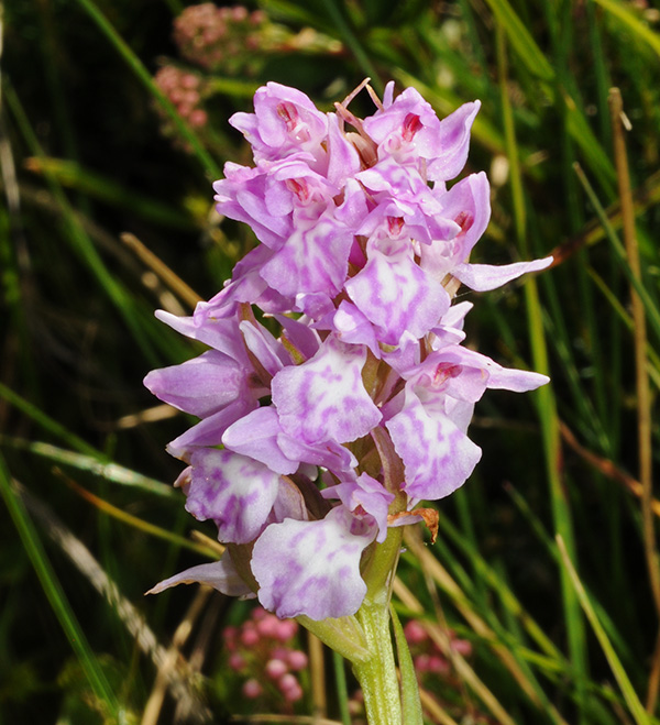 dactylorhiza cordigera gymnadenia frivaldii 2