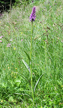 dactylorhiza fuchsii