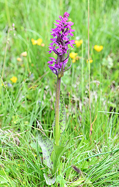 dactylorhiza fuchsii majalis 1