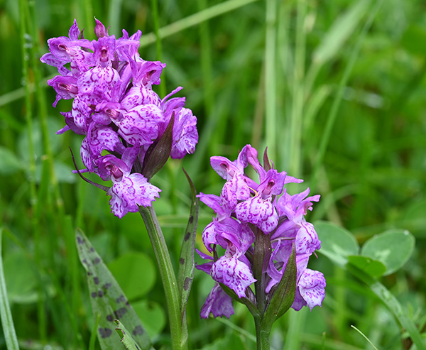 dactylorhiza fuchsii majalis 2