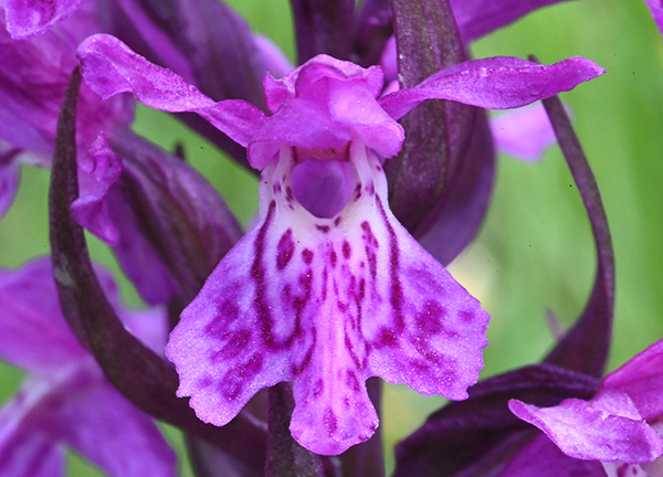 dactylorhiza fuchsii majalis 3