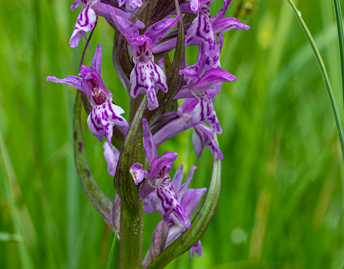 dactylorhiza fuchsii majalis 4