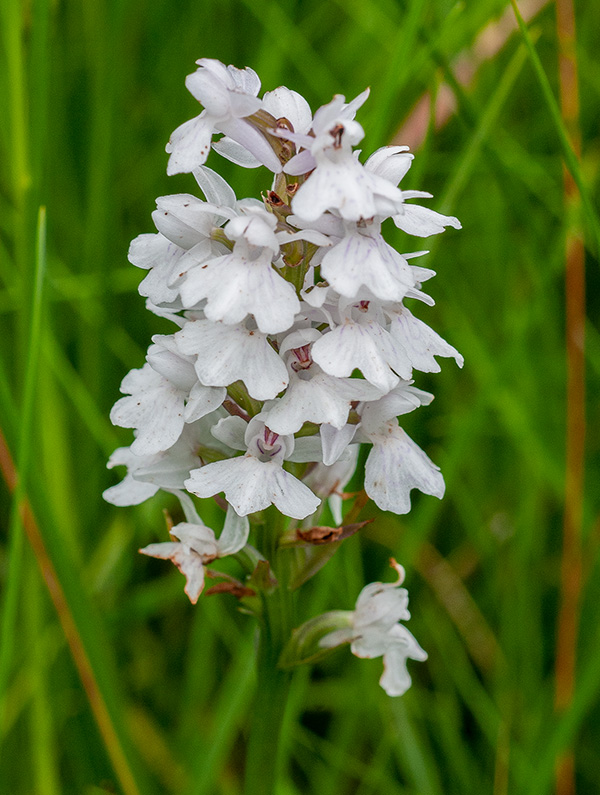 dactylorhiza fuchsii majalis 5