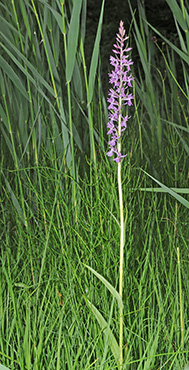 dactylorhiza fuchsii traunsteineri 1