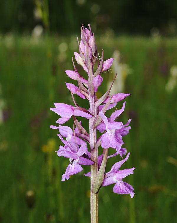 dactylorhiza fuchsii traunsteineri 2