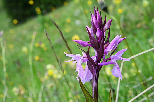 dactylorhiza fuchsii traunsteineri 3