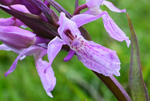 dactylorhiza fuchsii traunsteineri 4