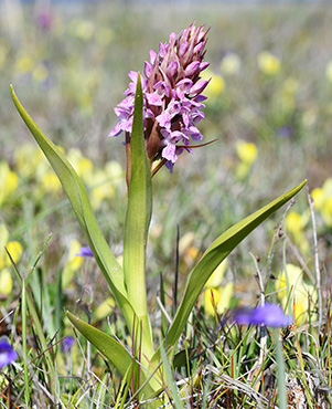 dactylorhiza incarnata