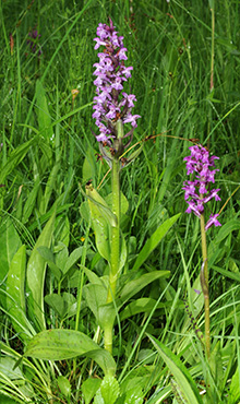 dactylorhiza incarnata majalis 1