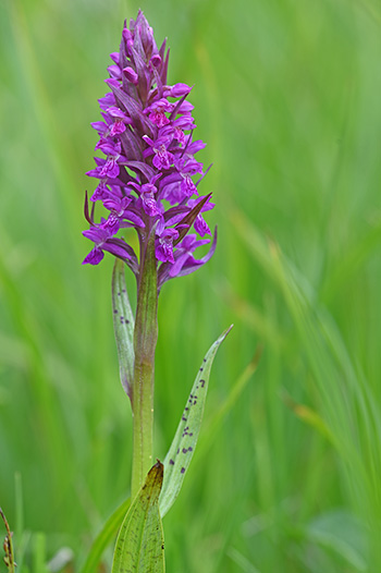 dactylorhiza incarnata majalis 2