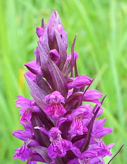 dactylorhiza incarnata majalis 3