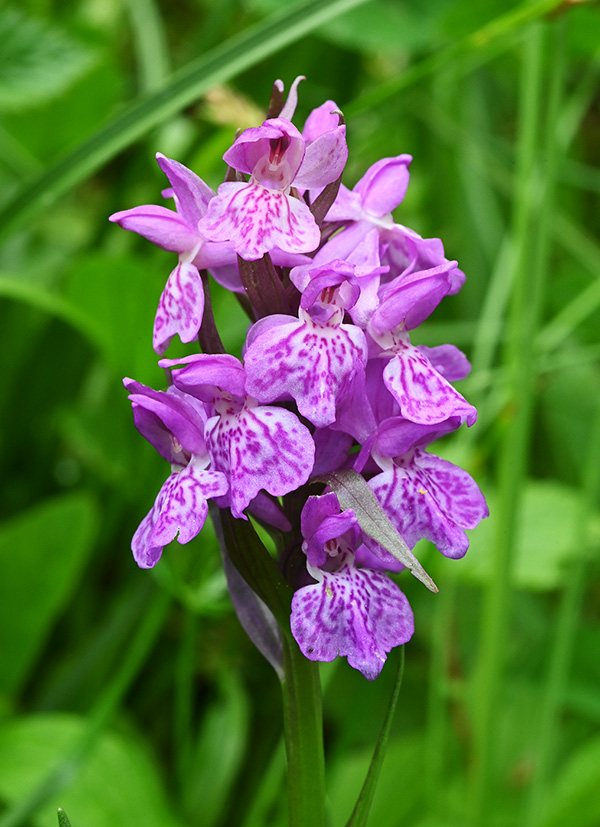 dactylorhiza incarnata majalis 4