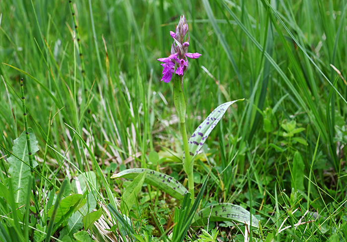 dactylorhiza incarnata majalis 5