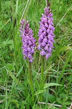 dactylorhiza maculata