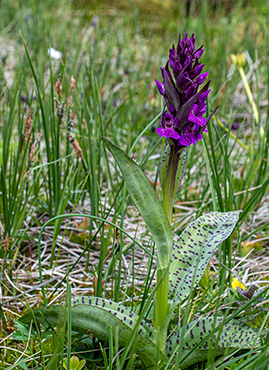 dactylorhiza majalis