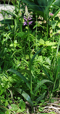 dactylorhiza saccifera