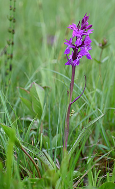 dactylorhiza traunsteineri