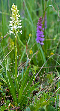 gymnadenia conopsea albiflora