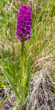 gymnadenia conopsea nigritella rhellicani 1