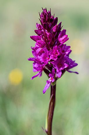 gymnadenia conopsea nigritella rhellicani 2