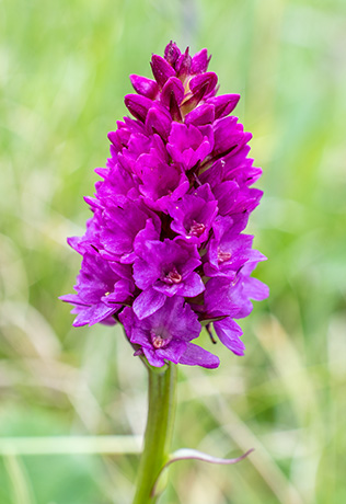 gymnadenia conopsea nigritella rhellicani 3