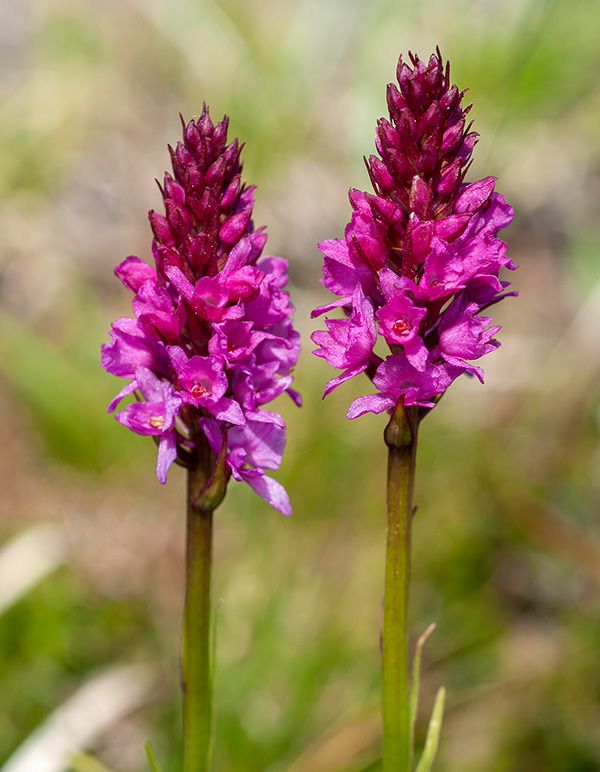 gymnadenia conopsea nigritella rhellicani 5